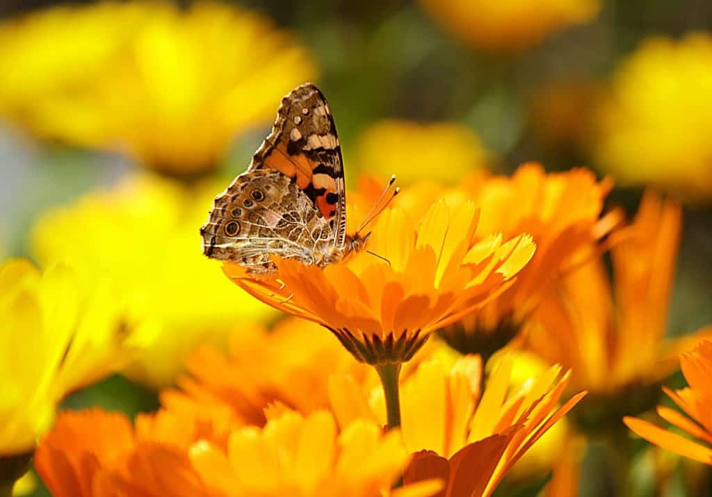 Fleurs de calendula